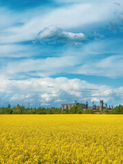 Blooming rapeseed crop field with yellow flowers, agricultural silos in background