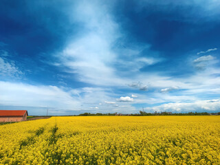 Obraz premium Beauty in nature, amazing blooming canola rapeseed plantation with horizon in background