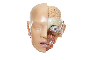 Human head anatomy and organs