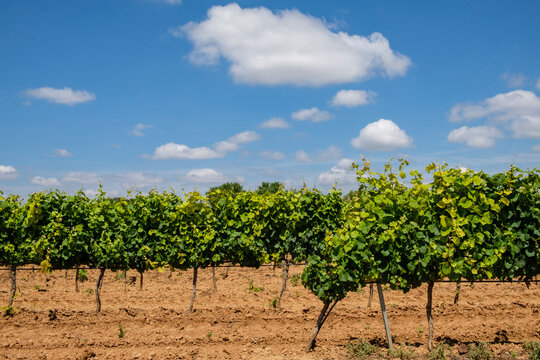 Viñedos, Comarca Del Somontano De Barbastro, Huesca, Aragón, Spain