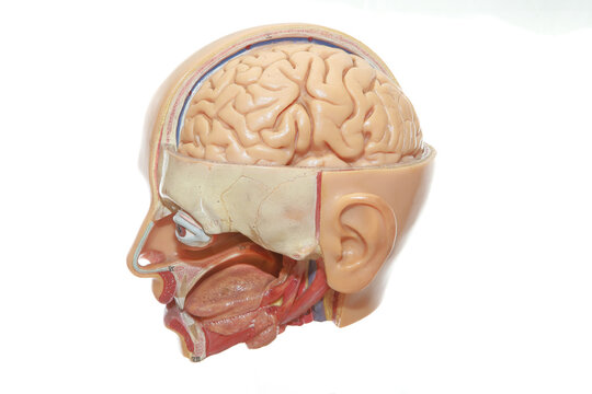 Human head anatomy and organs