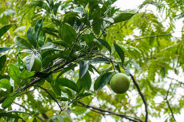 Lime fruits on tree branch