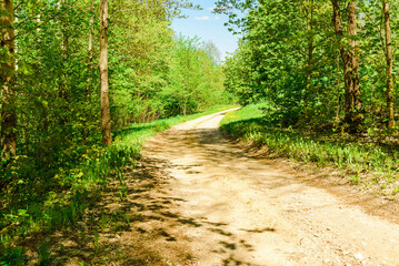 Fototapeta na wymiar Pathway With Trees On Sunny Day In summer Forest.The road is winding.