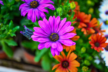 Osteospermum ecklonis. Super-cluster of rows of African daisies of all hues and colors . These amazing summer blooms make for spectacular viewing, amongst the worlds greatest daisies collections.
