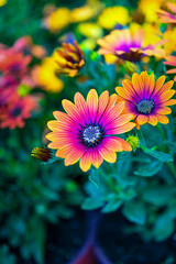 Osteospermum ecklonis. Super-cluster of rows of African daisies of all hues and colors . These amazing summer blooms make for spectacular viewing, amongst the worlds greatest daisies collections.
