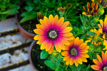 Orange  flowers. Osteospermum ecklonis. Super-cluster of rows of African daisies of all hues and colors . These amazing summer blooms make for specta