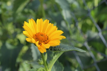 A garden yellow flower called Heliopsis, photographed close-up from above, with a blurred background.