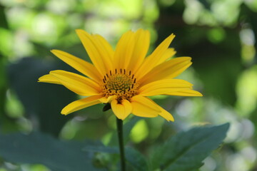 A garden yellow flower called Heliopsis, photographed close-up from above, with a blurred background.