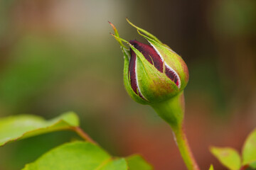 Red rosebud in nature background