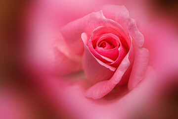 Close up of a pink rose blossom