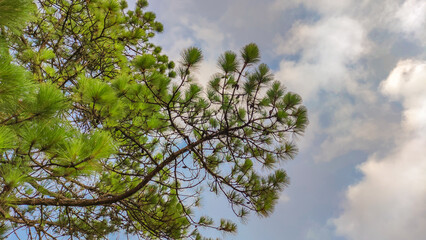 Group of pine leaves and blurred blue sky and background