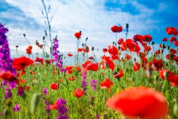 Poppy field in full bloom against sunlight. Field of red poppys. Remembrance Day, Memorial Day,