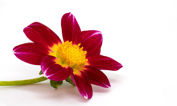 Dahlia flower is located on a white background
