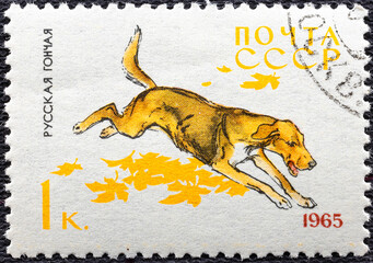 USSR - CIRCA 1965: a postage stamp, printed in USSR, shows a Russian Hound, series Hunting and...