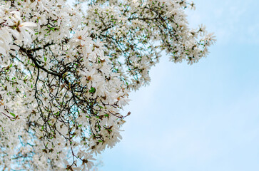 Blooming beautiful spring tree against the sky.