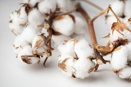 Branches of pure cotton on a white background
