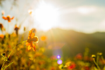 Flowers bathed in the morning sun at Kerinci Park, Indonesia taken from the bottom angle