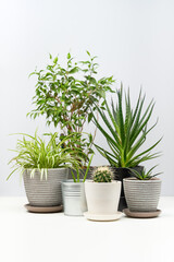 Several indoor plants standing on white table.