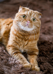 Red cat lying on brown sofa at home. Pretty face animal with big yellow eyes.Pet carrying.