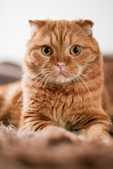 Red cat lying on brown sofa at home. Pretty face animal with big yellow eyes.Pet carrying.