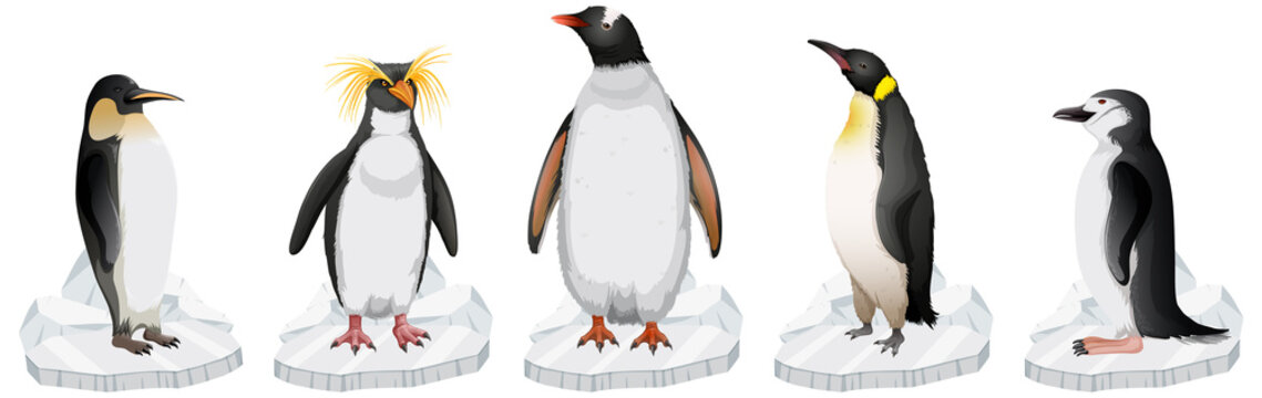Set of different penguins types standing on ice