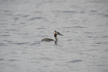 grèbe huppé dans l'eau