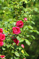Beautiful pink roses in the garden. Selective focus.