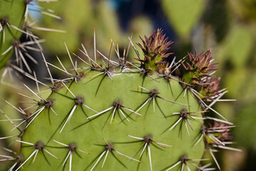 green cactus leaf with needles close up on a blurred background of a bush