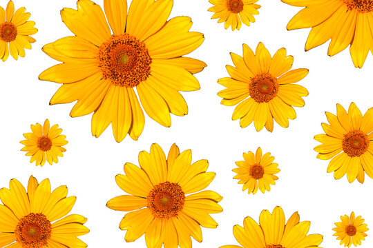Pattern Yellow Flower Daisies On A Light Background. Flowers, Top View