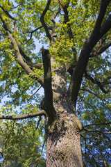 Fototapeta na wymiar Big old oak tree in the forest 