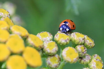 Marienkäfer auf gelber Blüte