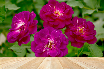 Wooden table on garden of rose nature background