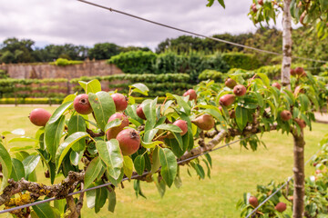 Row of espalier red pear fruit growing on horizontal wires.