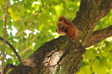  Redhead squirrel with white tummy sits on a tree trunk, holds and eats a nut . Wild animals outdoors photo