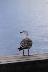 Sea Gull in Oslo City, Norway