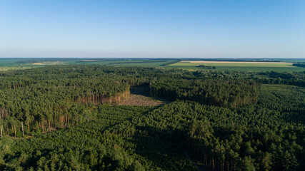 Fototapeta na wymiar Aerial view forest and deforestation in summer. Drone flying over green trees in sunny day. Drone shot over trees cut down. Ecological catastrophe of the entire planet earth, environmental pollution