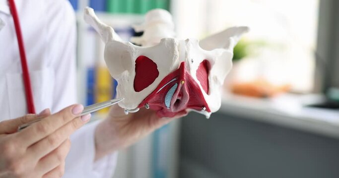 The doctor holds an anatomical model of the female pelvis
