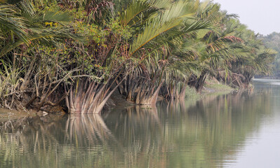 Typical nipa palm (Nipa fruticans).this photo was taken from Sundarbans National Park, Bangladesh.