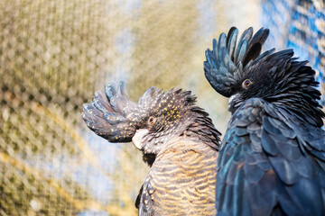 A couple of black cockatoos portrait. Native Australian parrot.