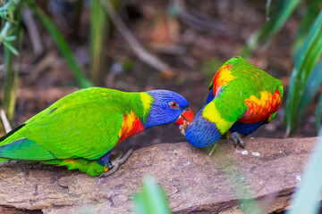 A couple of rainbow lorikeets eating food. Australian parrots. 