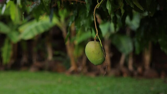 lone green mango hangs from a tree in tropical jungle oasis