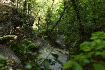 Tropical or european forests background