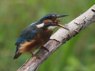 kingfisher (Alcedo atthis)