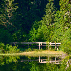 wooden bridge above the pond in forest. calm nature scenery in summer reflecting on the water surface. sunny weather