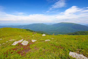 carpathian mountain landscape in summer. view in to the distant valley. grassy meadows and forested hills. sunny weather at high noon