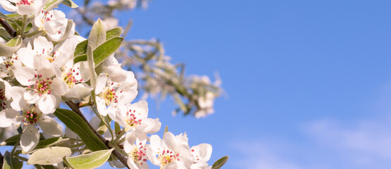 Banner with branches of flowering pear tree with green leaves in front of blue sky. Springtime bloom garden with copy space.
