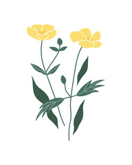 Fototapeta na wymiar Buttercup yellow flowers. Summer illustration. Plant, leaves. Design for your brand. Vector hand drawn clipart on an isolated white background. Template for postcard, poster.