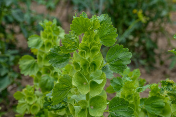 Bells-of-Ireland (Moluccella laevis).