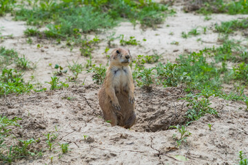 Prairie Dog at Theodore Roosevelt National Park in North Dakota.