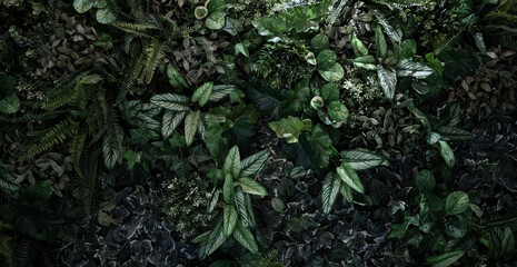 Creative colorful leaves background, tropical leaf banner or floral jungle pattern concept.	